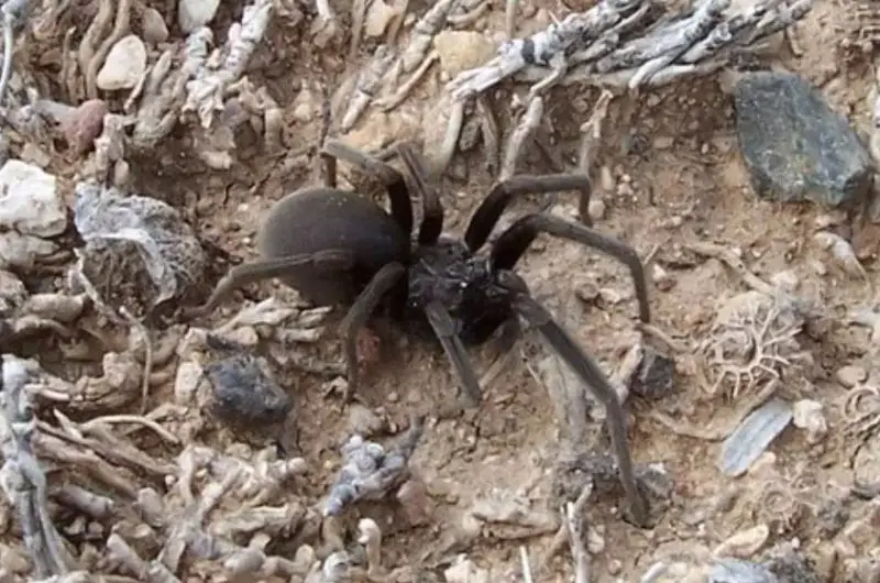 Arizona Black Hole Spider