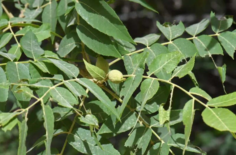 Types of Walnut Trees