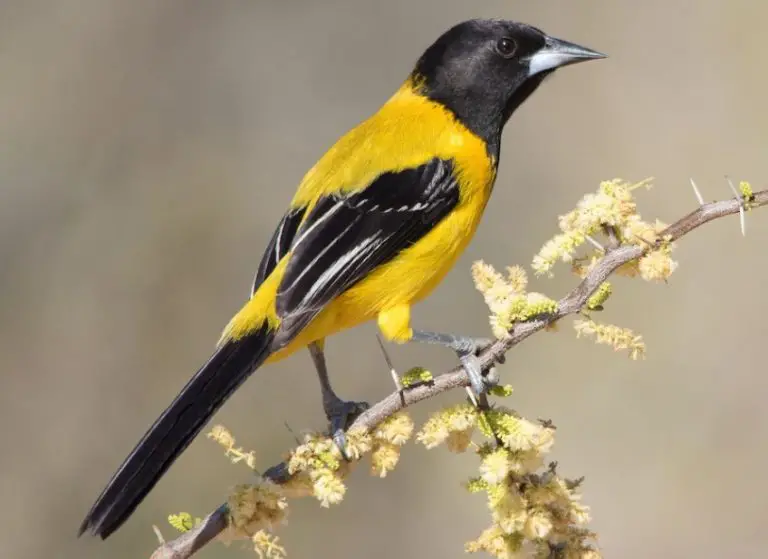 10 Types Of Orioles With Pictures And Identification