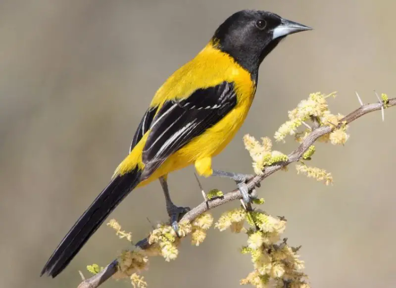 Types of Orioles