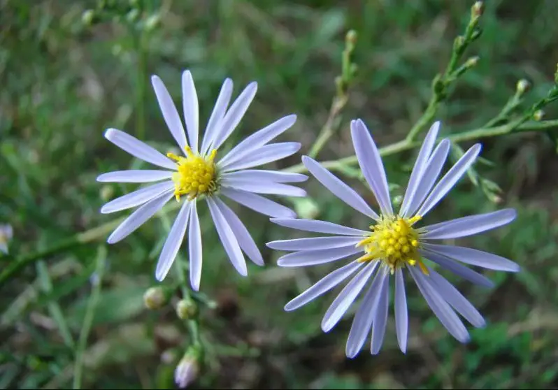 Baby Blue Flowers