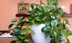 Baby Rubber Plant Care and Growing Guide (Most Detailed)