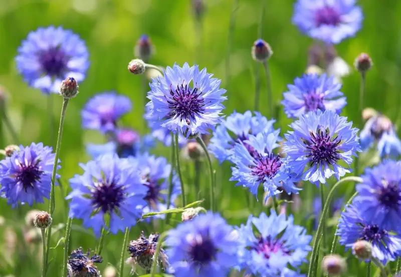 Types of Wildflowers