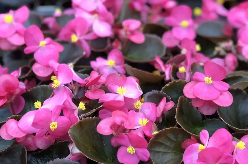 Types of Begonias