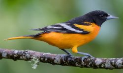 10 Types of Orioles with Pictures and Identification