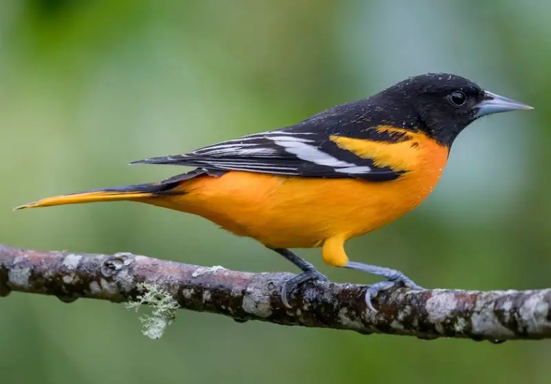 Types of Orioles