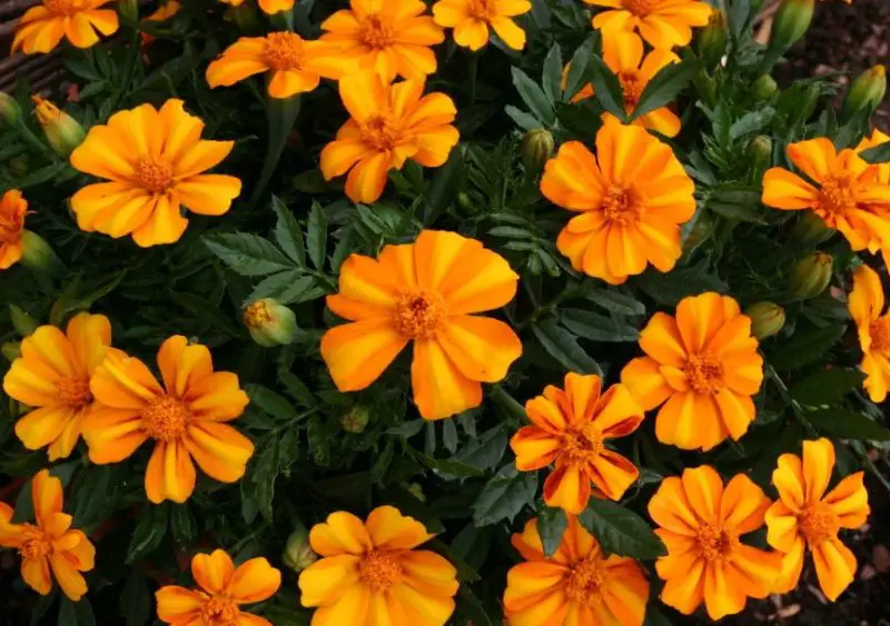 Types of Marigolds