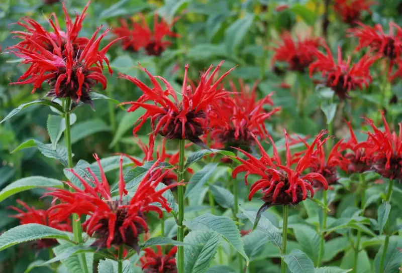 Types of Wildflowers