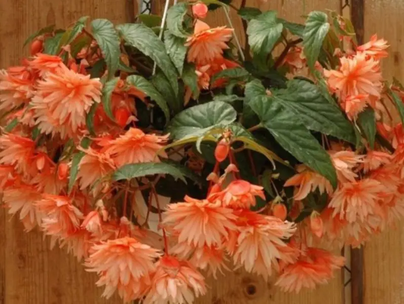 Begonia Varieties