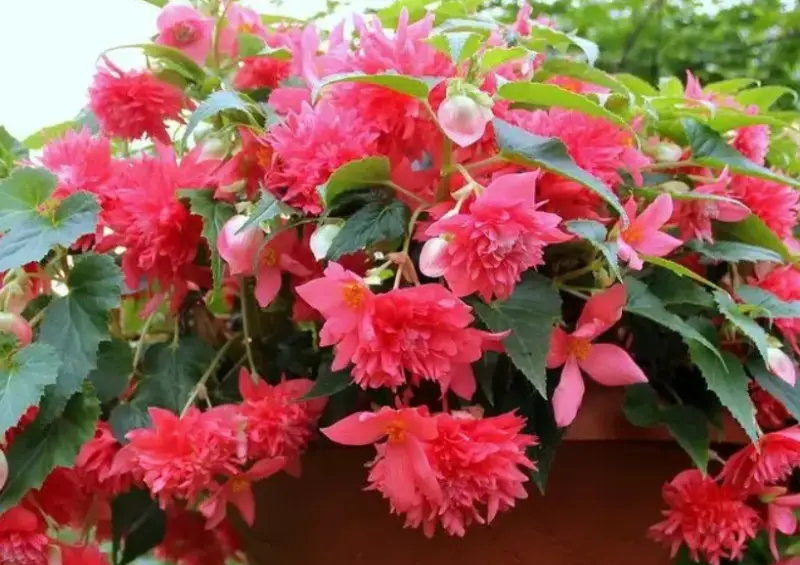 Begonia Varieties