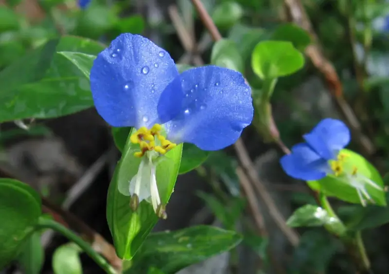 Baby Blue Flowers