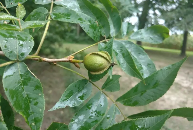 Types of Hickory Trees