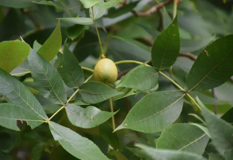 Types of Hickory Trees