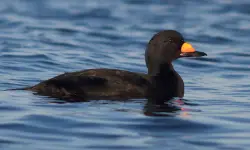 27 Ducks of Michigan with Pictures and Identification