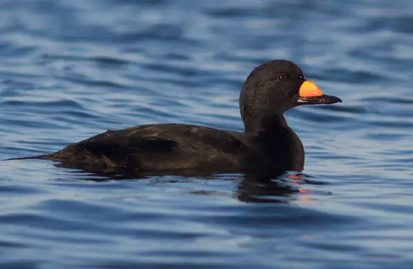 Ducks of Michigan