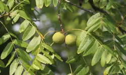 19 Types of Walnut Trees (Pictures and Leaves Identification)