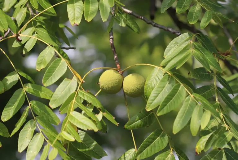 19 Types of Walnut Trees (Pictures and Leaves Identification)