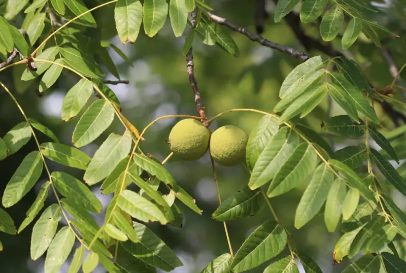 Types of Walnut Trees