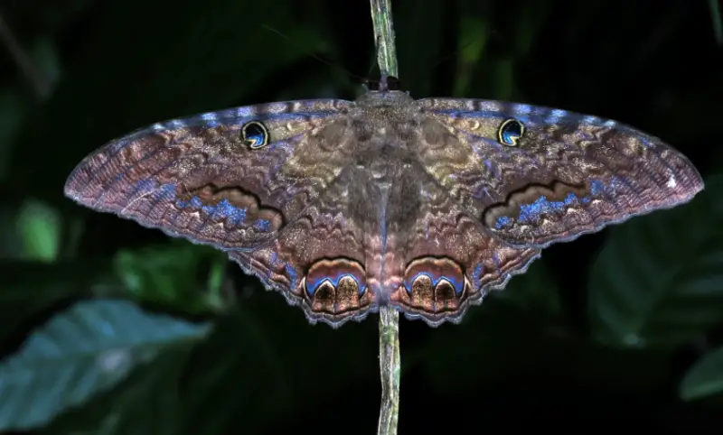 Florida Moths