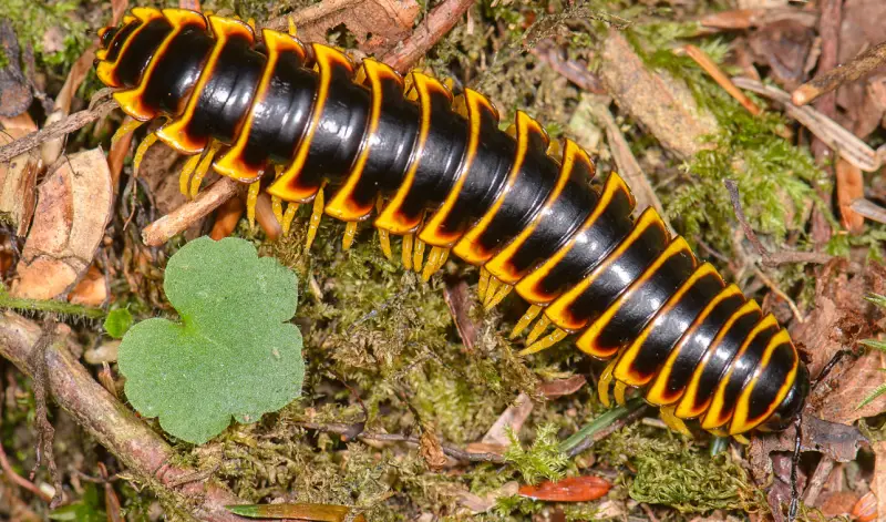 Yellow and Black Stripe Bug