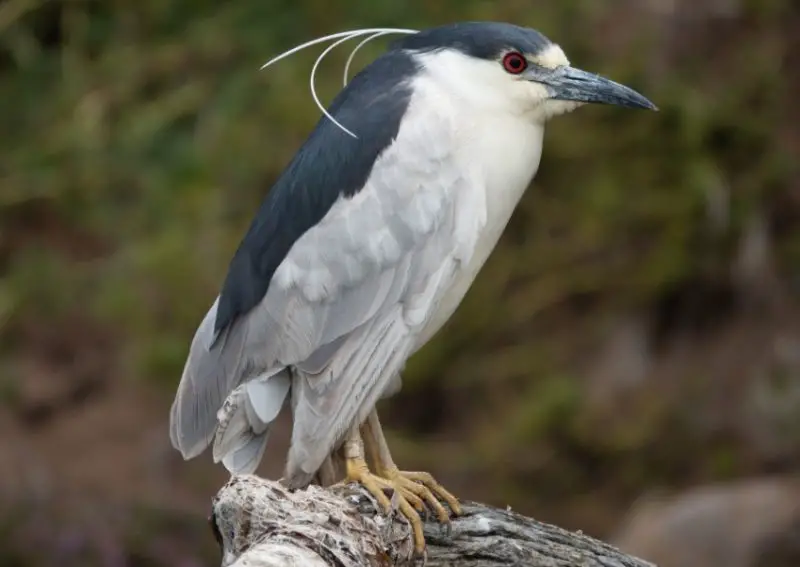 Types of Herons