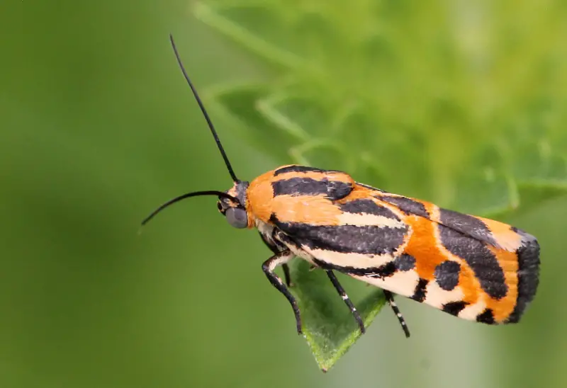 Florida Moths