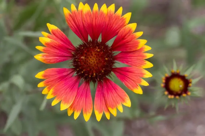 Types of Wildflowers