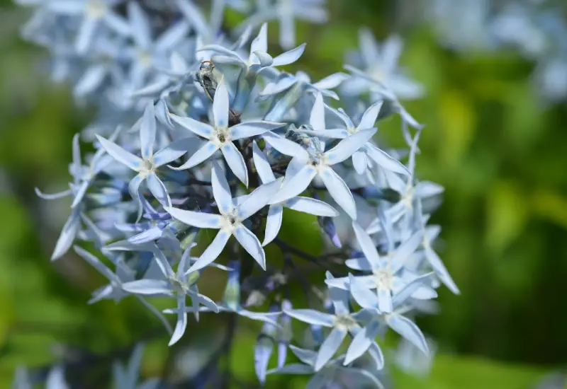 Baby Blue Flowers