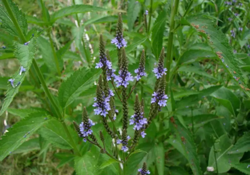 Types of Wildflowers