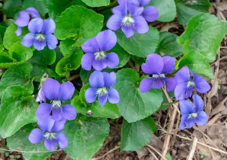 Baby Blue Flowers