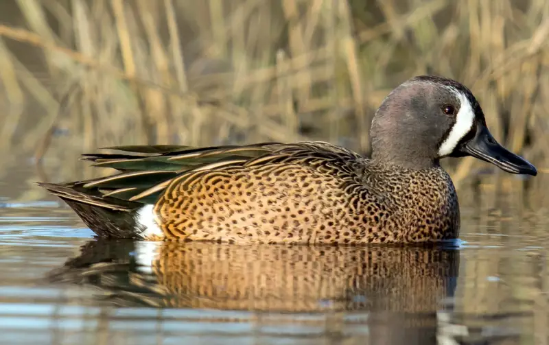 Ducks of Michigan