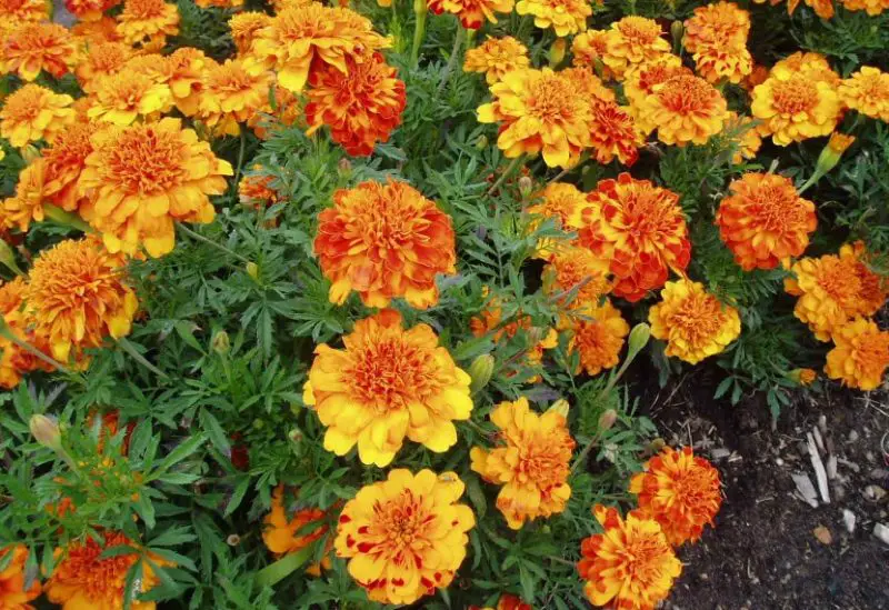 Types of Marigolds