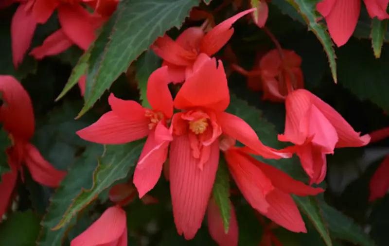 Begonia Varieties