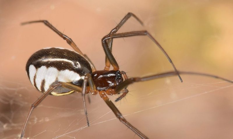 California Spiders