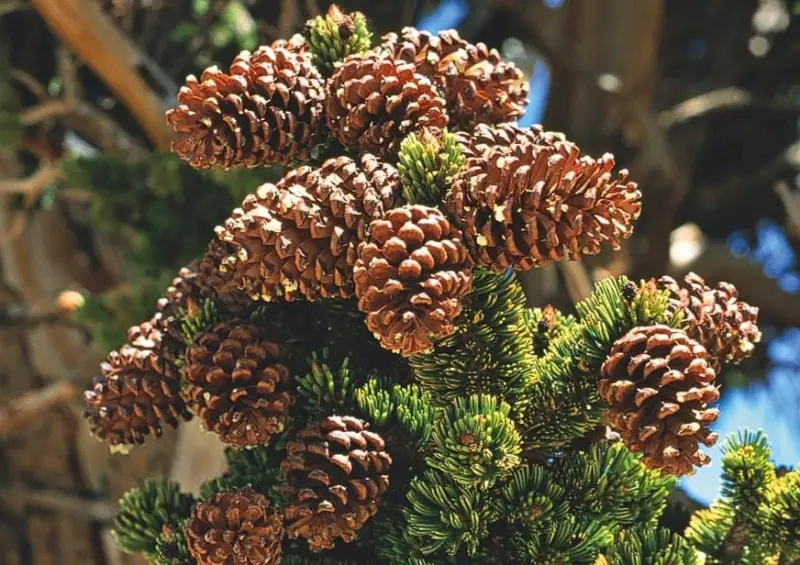 Types of Pine Cones