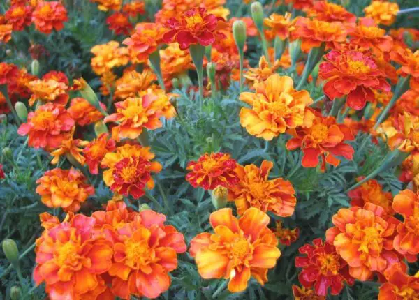 35 Types of Marigolds (Marigold Varieties with Pictures)