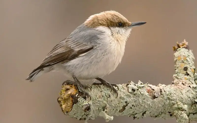 Birds in Georgia