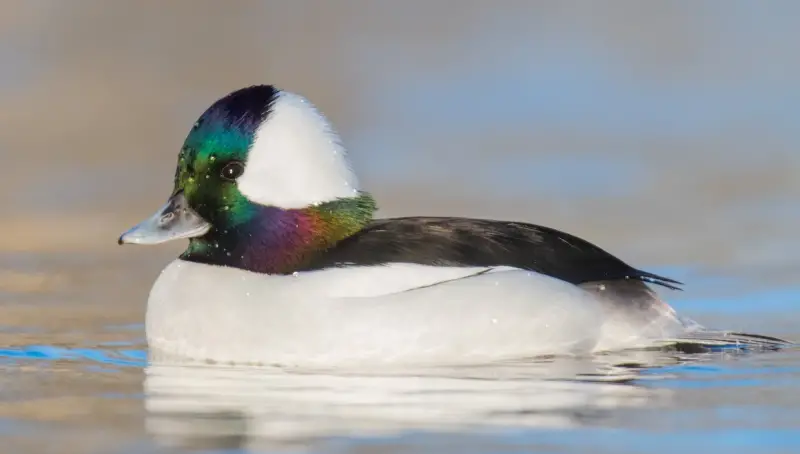 Ducks in Michigan