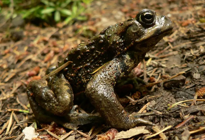 Toads in California