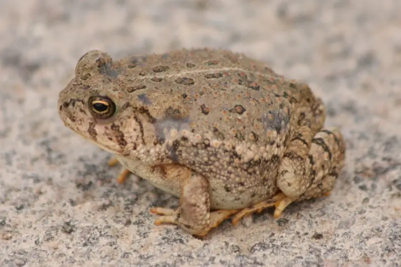 Toads in California