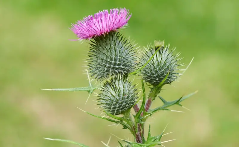 Types of Wildflowers