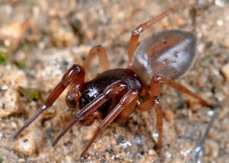 Spiders in California