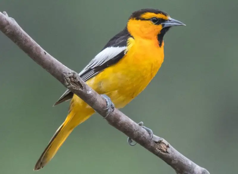 10 Types of Orioles with Pictures and Identification