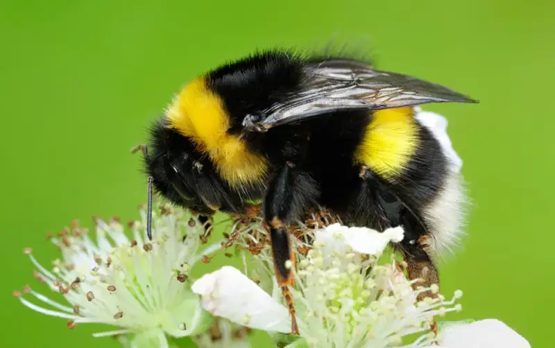 Yellow and Black Stripe Bug