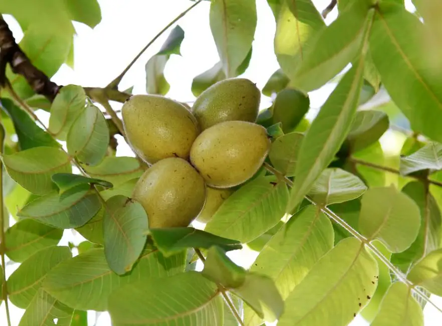 19 Types of Walnut Trees (Pictures and Leaves Identification)