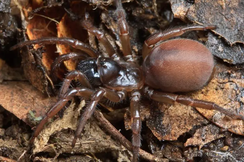 Spiders in California