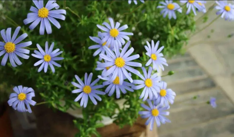 Baby Blue Flowers