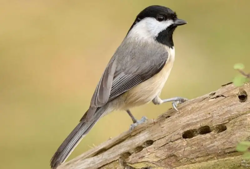 Birds in Georgia 