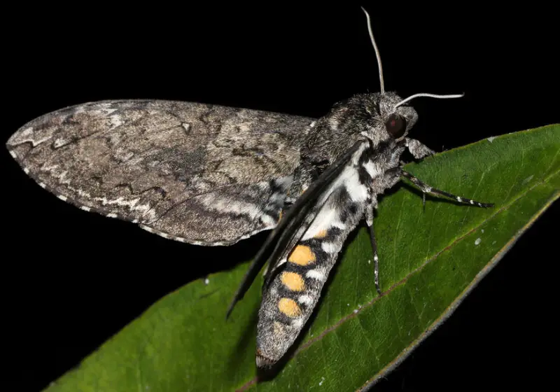 Florida Moths