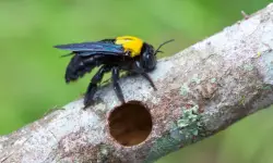 39 Yellow and Black Stripe Bug Species (Pictures, Identification)